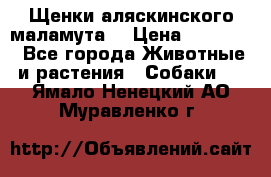 Щенки аляскинского маламута  › Цена ­ 15 000 - Все города Животные и растения » Собаки   . Ямало-Ненецкий АО,Муравленко г.